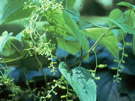 Wild Yam Sale