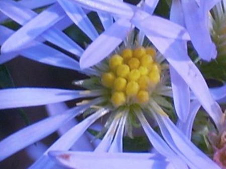 Bushy Violet Aster Online now