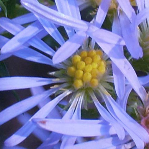 Bushy Violet Aster Online now