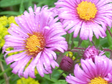 Pink Aster Fashion