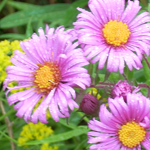 Pink Aster Fashion