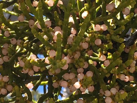 Juniper Mistletoe B Online Sale