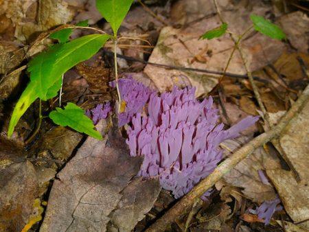 Clavaria Zollingeri Discount