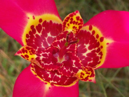 Tigridia Lily Online now