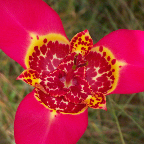 Tigridia Lily Online now