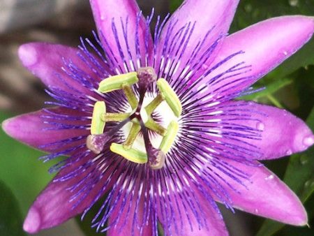 Purple Passionflower Online Hot Sale