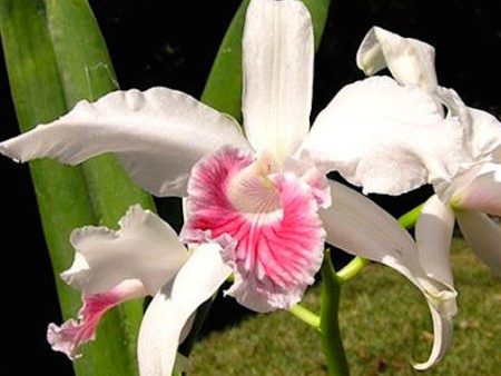 Laelia Online