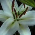 Casa Blanca Lily Supply