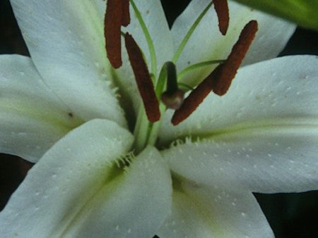 Casa Blanca Lily Supply