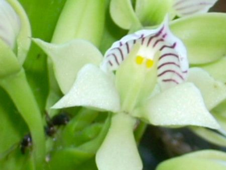 Prosthechea V Cheap