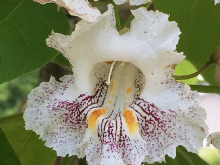 Catalpa Hot on Sale