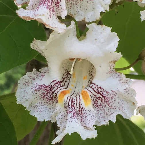 Catalpa Hot on Sale