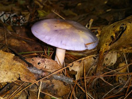 Boletus For Cheap